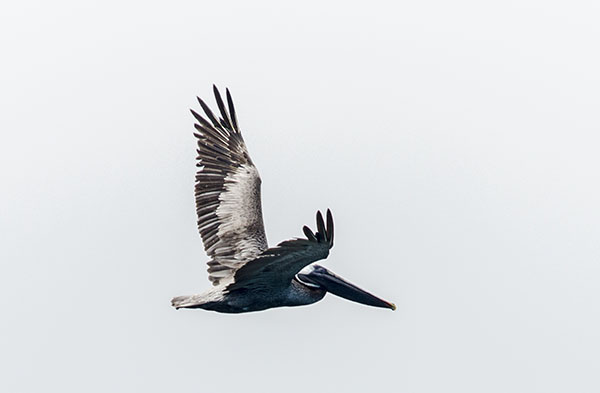 Pelícano - isla Santa Cruz - islas Galápagos - Ecuador 6.jpg